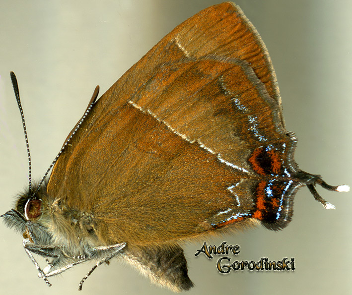 http://www.gorodinski.ru/lycaenidae/Teratozephyrus neis.jpg